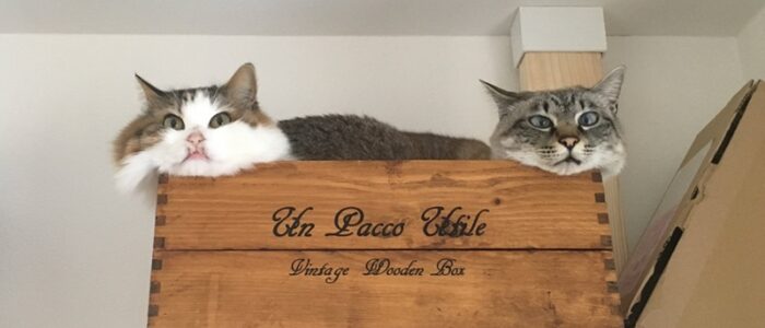 猫ハウスに仲良く入る猫2匹