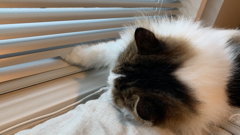 ブラインドを開けようとする猫社員タエコ