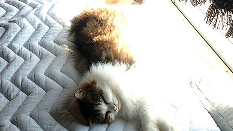 北向きの部屋で日向ぼっこする猫社員タエコ