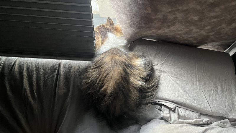 カーテンの隙間からのぞく猫