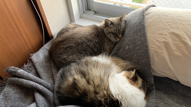 北向き窓で日光浴をする猫2匹