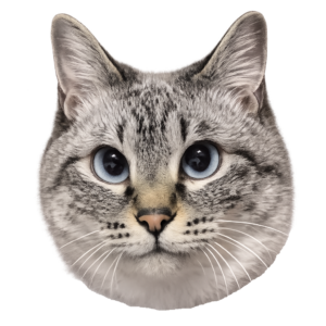 猫社員アズミ